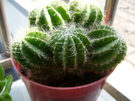 辦公桌植物 辦公桌植物